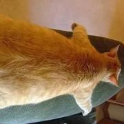 睡成一滩橘猫