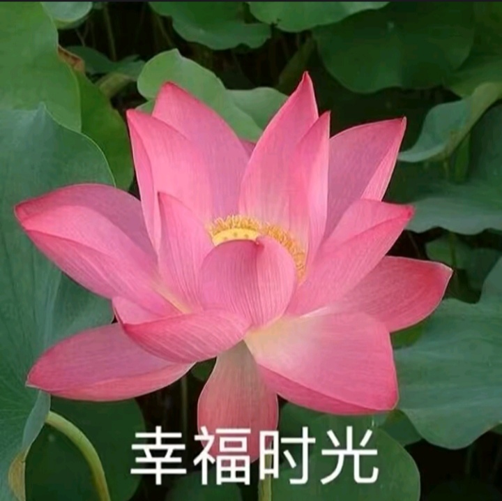 刘亦菲3399