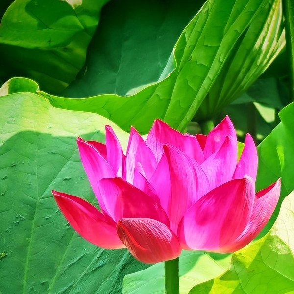 蜂蝶恋花