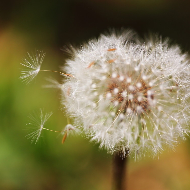 茄子花花