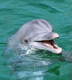 太平洋海豚