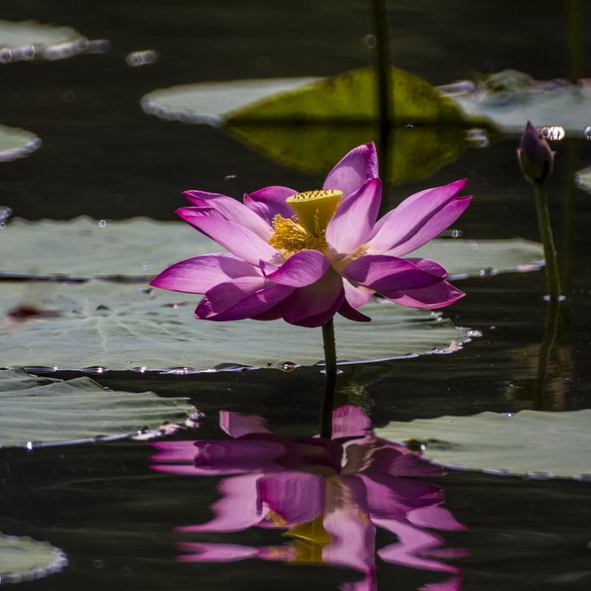 落花萧然