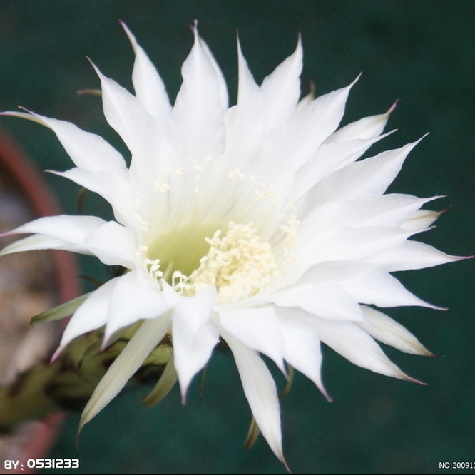 花常在