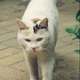 龙猫1983