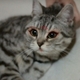 namizou